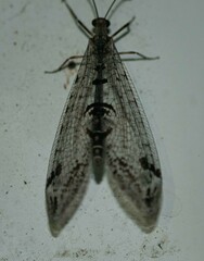 Dendroleon speciosus