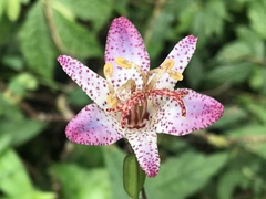Tricyrtis formosana