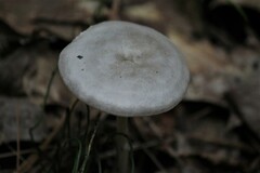 Entolomataceae