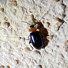 Disonycha xanthomelas