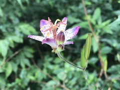 Tricyrtis formosana