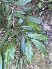 Ardisia quinquegona