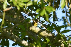 Setophaga discolor