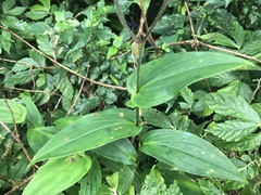 Tricyrtis formosana