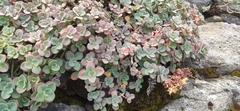 Sedum obcordatum