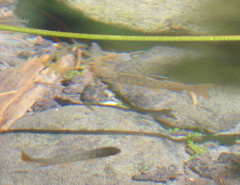 Oncorhynchus kisutch