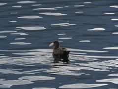 Macronectes giganteus