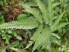 Pteris fauriei