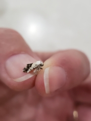 Ponometia phecolisca