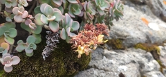 Sedum obcordatum