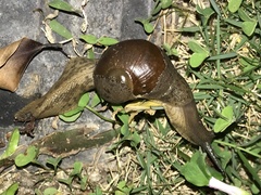 Megaustenia imperator