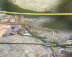 Oncorhynchus kisutch
