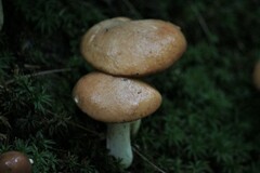 Suillus weaverae