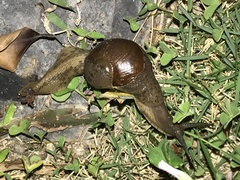 Megaustenia imperator