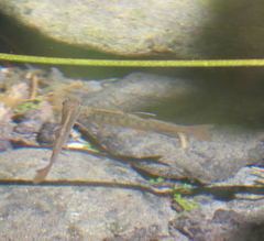 Oncorhynchus kisutch