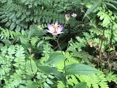 Tricyrtis formosana