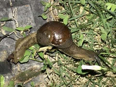 Megaustenia imperator