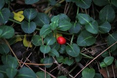 Mitchella repens