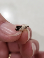 Ponometia phecolisca