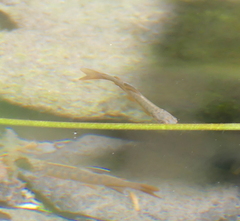 Oncorhynchus kisutch