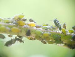 Aphis spiraecola