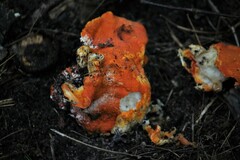 Hypomyces lactifluorum