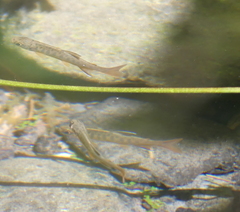 Oncorhynchus kisutch