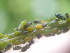 Aphis spiraecola