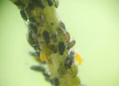 Aphis spiraecola