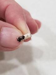 Ponometia phecolisca