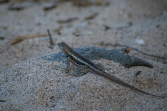 Microlophus bivittatus