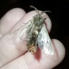 Thyridopteryx ephemeraeformis