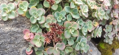 Sedum obcordatum