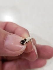 Ponometia phecolisca