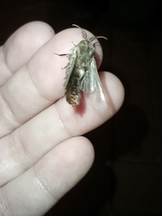 Thyridopteryx ephemeraeformis