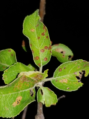 Eutypella juglandicola, 2022-08-25