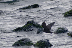 Anous stolidus galapagensis