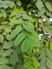 Robinia pseudoacacia