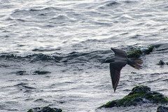 Anous stolidus galapagensis