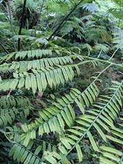 Angiopteris fokiensis