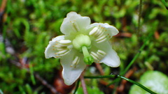 Moneses uniflora