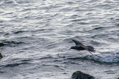 Anous stolidus galapagensis