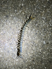 Hemiscolopendra marginata