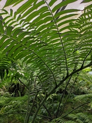 Angiopteris fokiensis