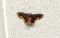Lophosis labeculata