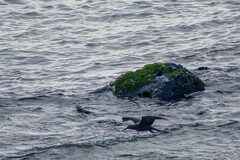Anous stolidus galapagensis