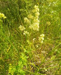 Thalictrum flavum