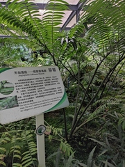 Angiopteris fokiensis