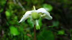 Moneses uniflora