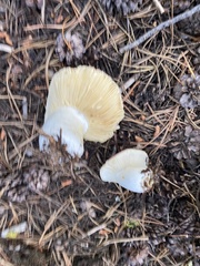 Russula xerampelina